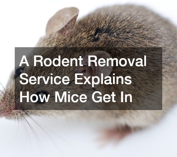 A Rodent Removal Service Explains How Mice Get In