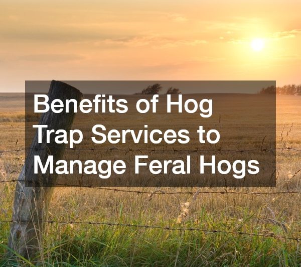 Benefits of Hog Trap Services to Manage Feral Hogs